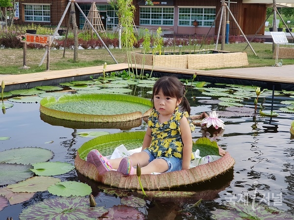 [포토]빅토리아 크루지아나 연꽃위에 앉아 있는아이