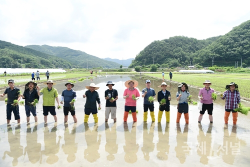 고령군 농민회, 통일쌀 보내기 손모내기 행사 개최