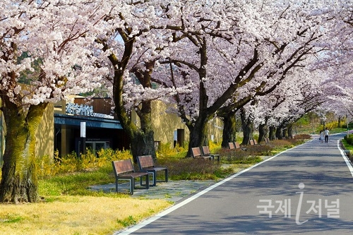 경주엑스포, 설레는 봄의 선물 벚꽃 버스킹