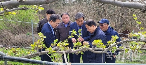 김진열 군위군수, 과수농가 피해 점검