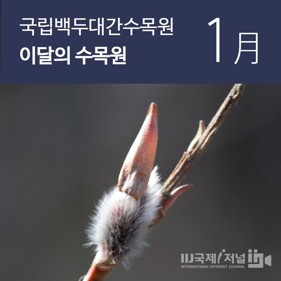 국립백두대간수목원 ‘이달의 수목원 1월’ 공개